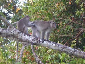 Long tail macaque (2)