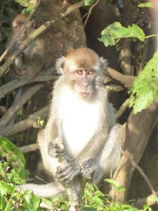 Long tail Macaque (3)