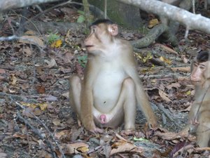 Long-tailed Macaque - after!!