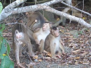 Long-tailed Macaque - before