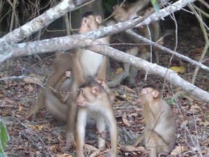 Long-tailed Macaque - during