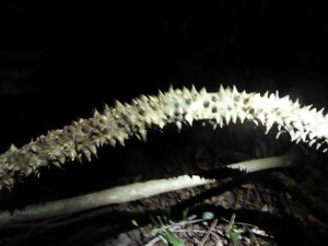 Night walk at Bilit - spiky vines (2)