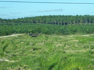 On way to Bilit through Palm Oil Plantations (10)