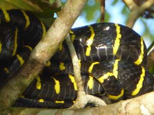 Snake sleeping in tree (6)