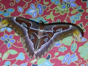 Very large moth (1)