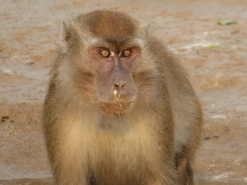 Long Tailed Macaque along Weston River Sabah (6)