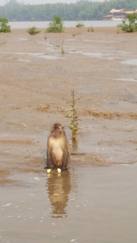 Long tailed Macaque at Weston River (1)