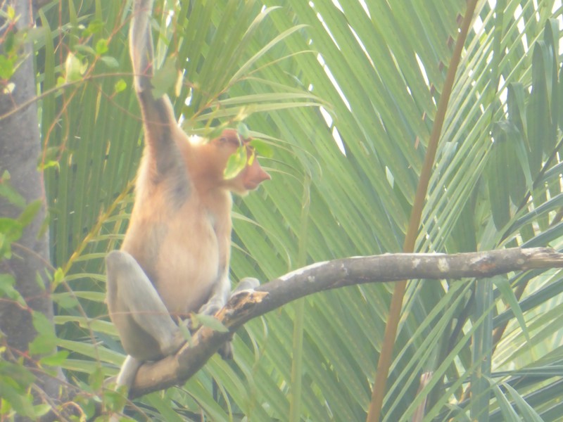 Proboscus Monkey along Weston River Sabah (8)