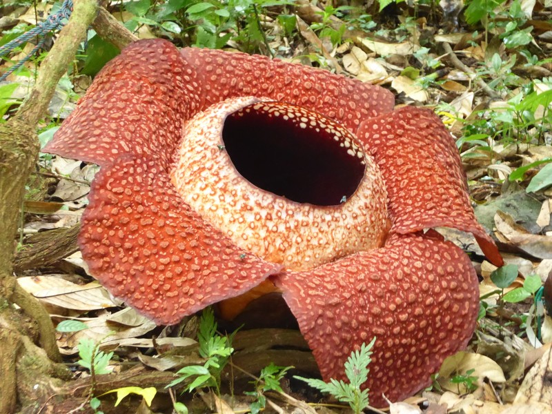 Rafflesia flower (1)