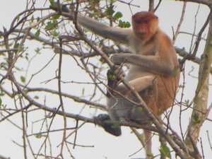 Proboscus Monkey along Weston River Sabah (2)