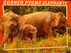 Pygmi Elephant (1)