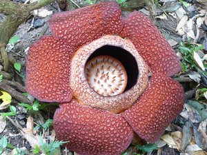 Rafflesia flower (2)