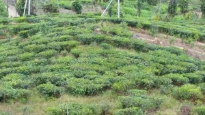 Sabah Tea Factory & Plantation in Ranau (1)