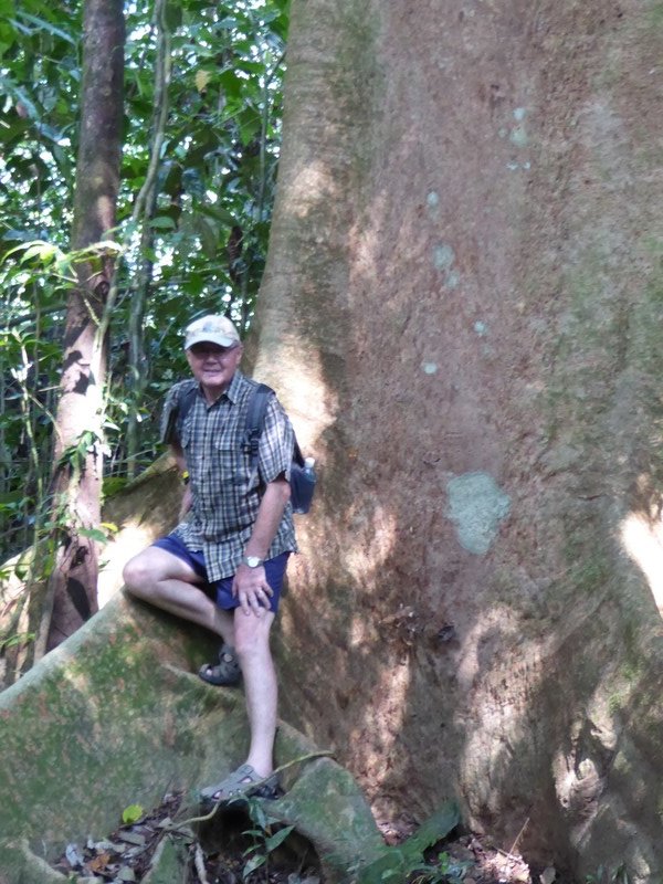 Kopok tree along the 1 hour walk to Paku Waterfall (1)