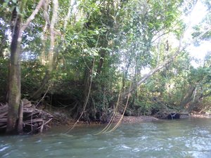 Sungai Melinau River (1)
