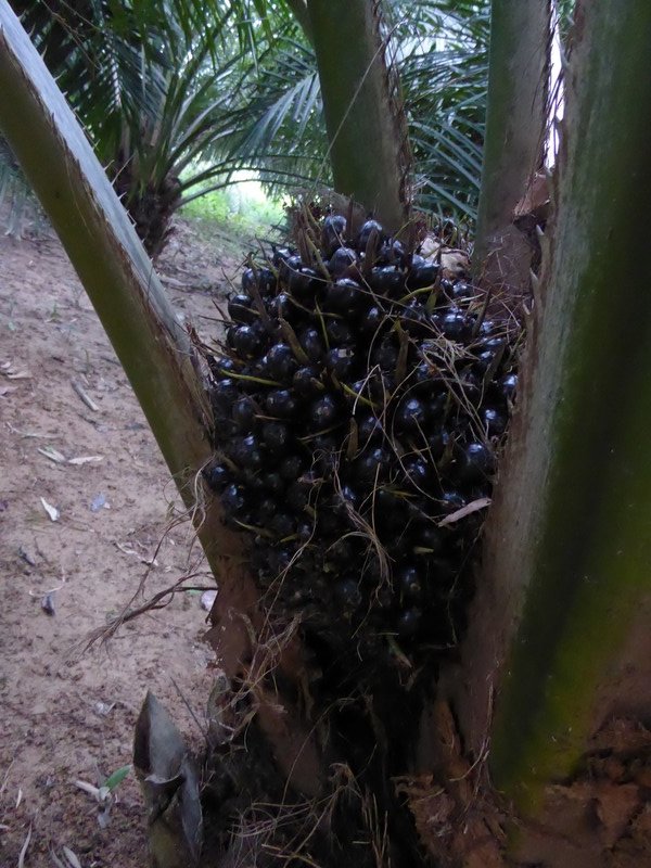 Iban Village in Sarawak grow Palm Oil (1)
