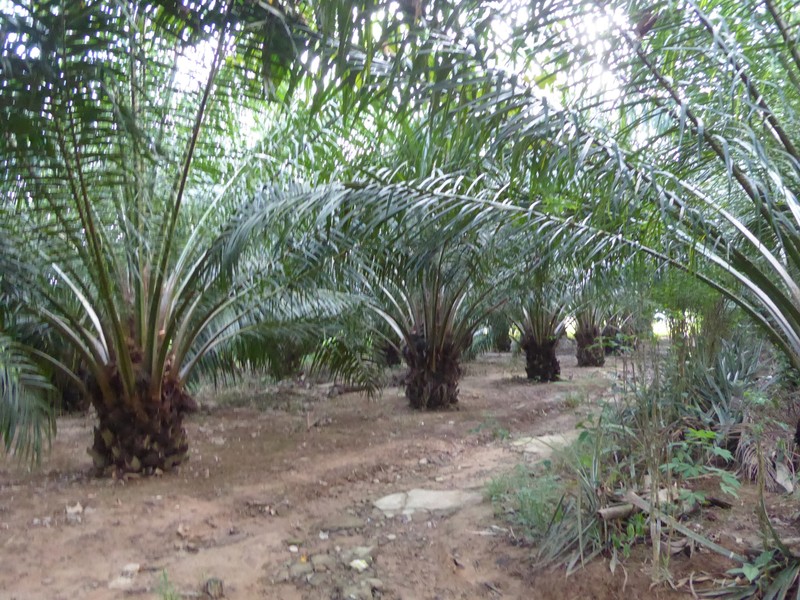 Iban Village in Sarawak grow Palm Oil (2)