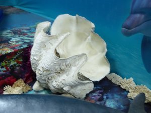 Ethnology Museum - Kuching -giant clam