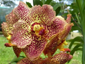 Orchid Garden in Kuching (1)