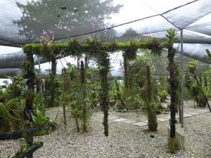 Orchid Garden in Kuching (3)