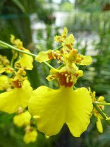 Orchid Garden in Kuching (5)