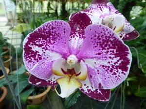 Orchid Garden in Kuching (7)