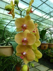Orchid Garden in Kuching (8)