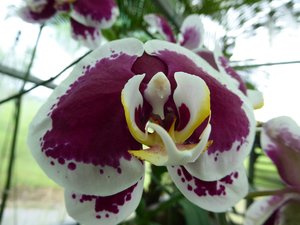 Orchid Garden in Kuching (10)