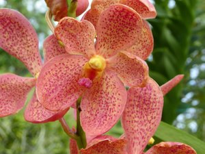 Orchid Garden in Kuching (12)