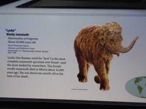 Lyuba a baby wooly mammoth dated back 42000 years - Royal BC Museum (39)