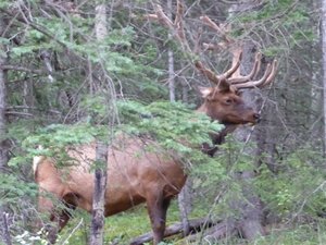 Large male elk near Pyramid Lake Jasper (2)