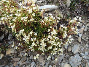 Wild flowers at Jasper Rockies Skytram (4)