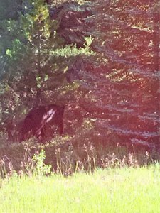First brown bear siting (2)