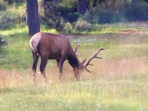 Male Elk (4)