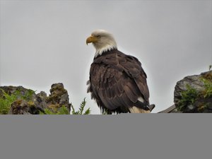 Ketchikan bald eagle (1)