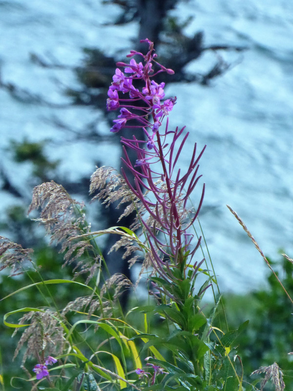 Alaskas national flower (1)