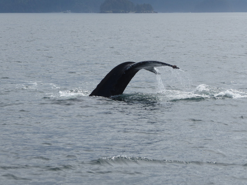 Humpback Whales (3)