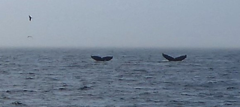 Humpback Whales (5)