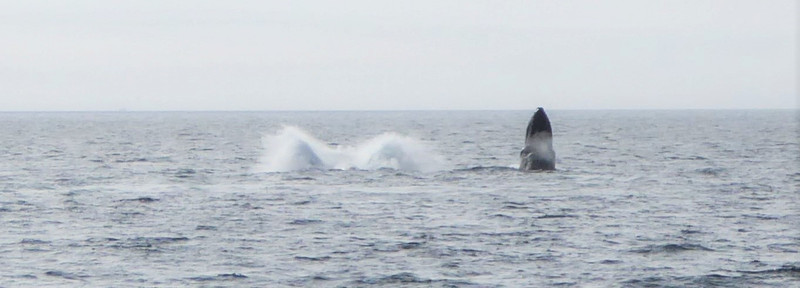 Humpback Whales (8)