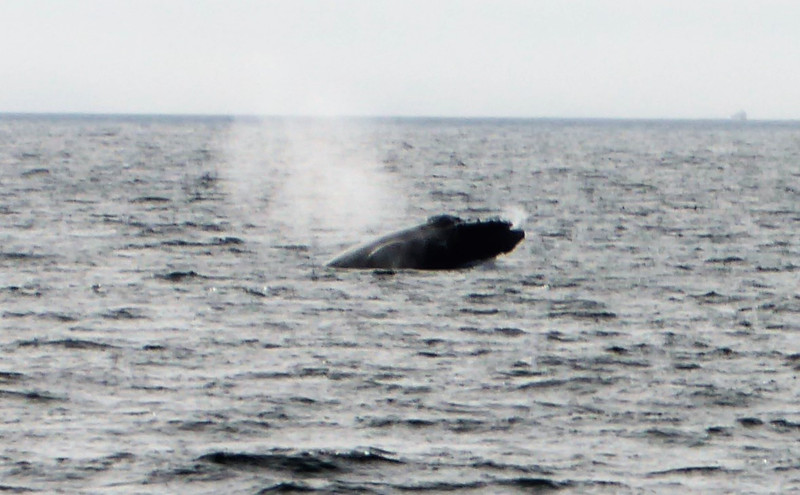 Humpback Whales (9)