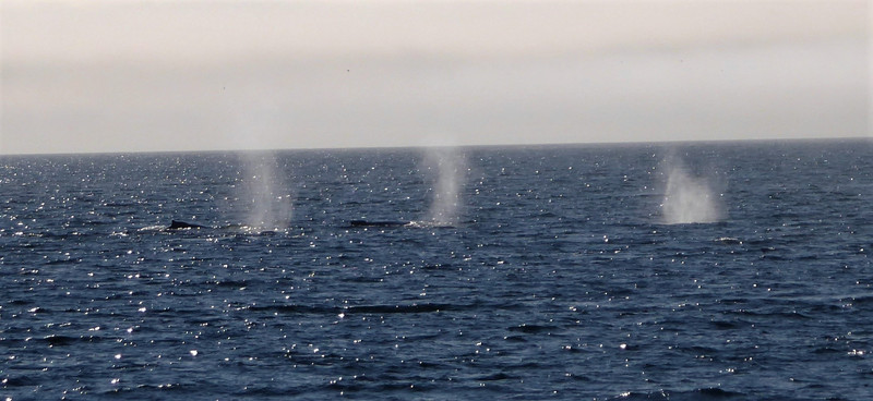 Humpback Whales (11)