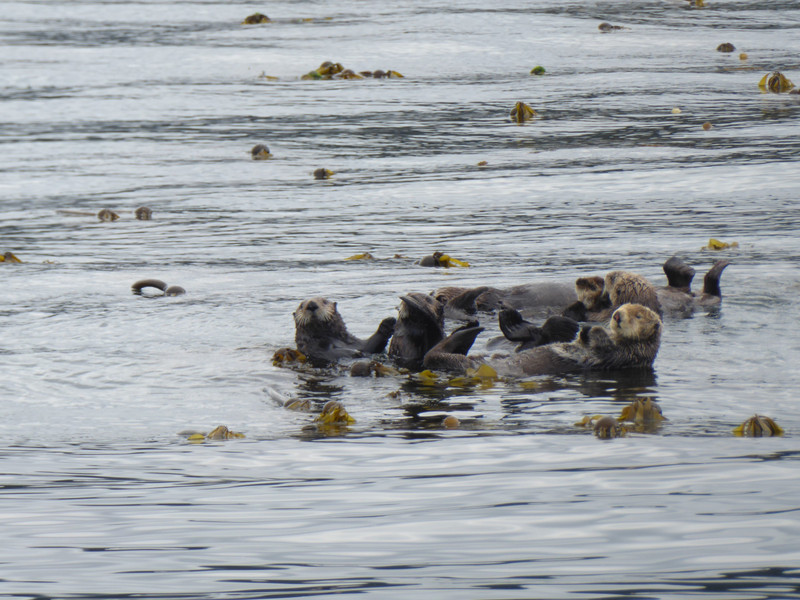 Sea Otters in kelp