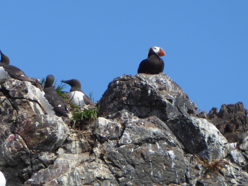 Tuffted Puffin (2)