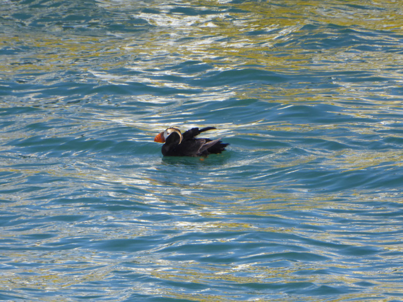 Tuffted Puffin (4)