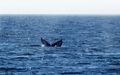 Humpback Whales (1)