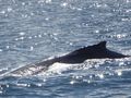 Humpback Whales (2)