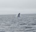 Humpback Whales (6)