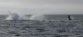 Humpback Whales (7)