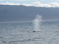 Humpback Whales (10)