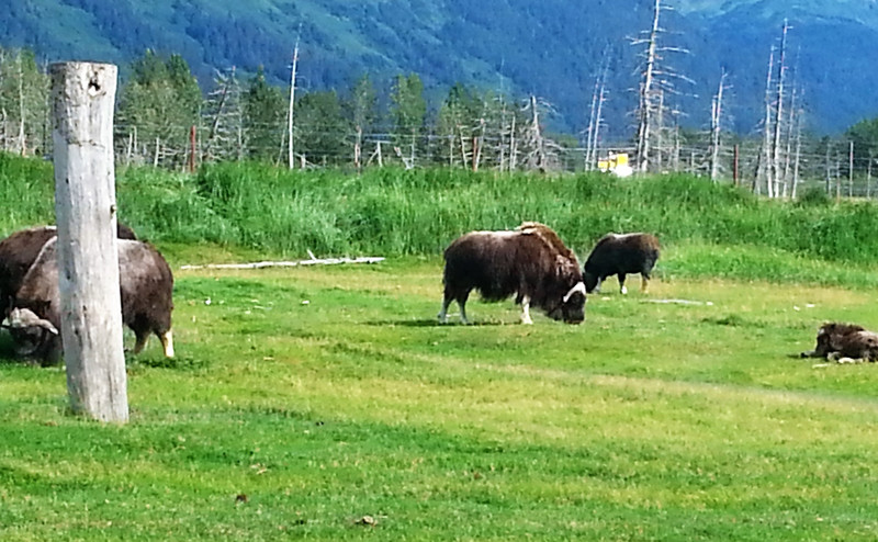 Alaska Wildlife Conservation Centre - bison (1)
